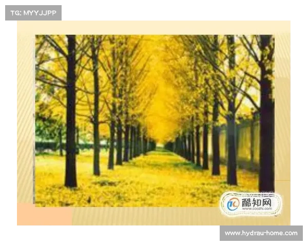 如何有效学习和掌握巴舒亚伊语言的使用技巧与方法